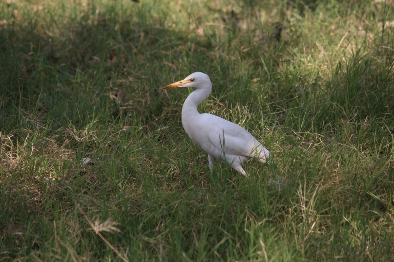 Visamo Farmstay Nānodra Esterno foto